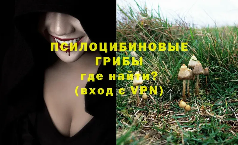 как найти закладки  Буинск  Псилоцибиновые грибы Psilocybe 